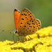 Lycaena ochimus - Photo 由 Heiner Ziegler 所上傳的 (c) Heiner Ziegler，保留部份權利CC BY-NC