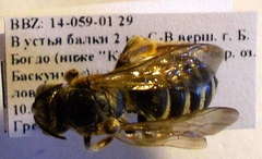 Halictus quadricinctus