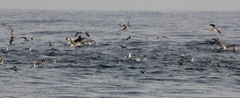 Delphinus
