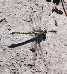 Ceratogomphus pictus