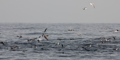 Delphinus
