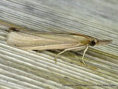 Peoria gematella