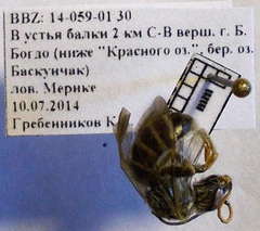 Halictus quadricinctus