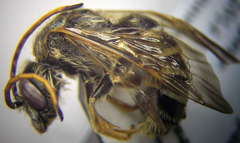 Halictus quadricinctus
