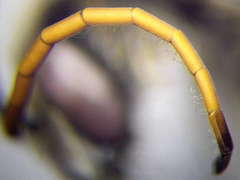 Halictus quadricinctus