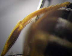 Halictus quadricinctus