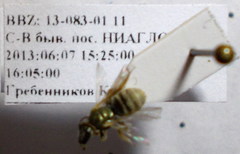 Halictus semitectus