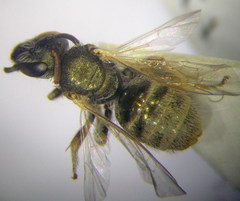 Halictus semitectus
