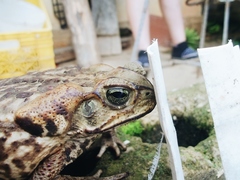 Rhinella horribilis