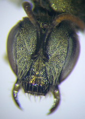 Halictus semitectus
