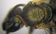 Halictus semitectus