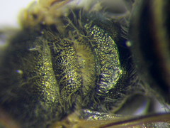 Halictus semitectus