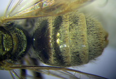 Halictus semitectus