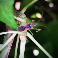 Zelus renardii