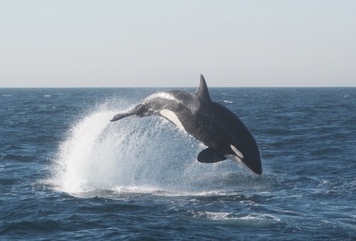 Orcinus orca