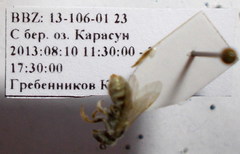 Halictus semitectus