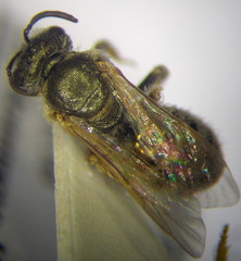 Halictus semitectus