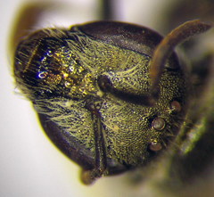 Halictus semitectus