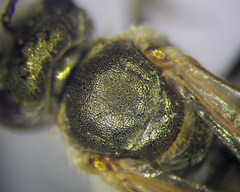 Halictus semitectus