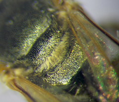 Halictus semitectus