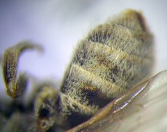 Halictus semitectus