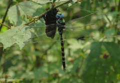 Anax immaculifrons