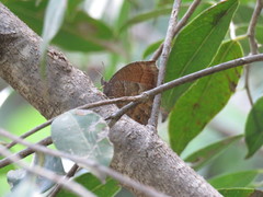 Pindis squamistriga