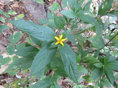 Lasianthaea ceanothifolia