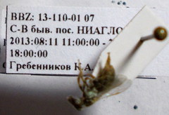 Halictus smaragdulus