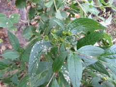 Lasianthaea ceanothifolia