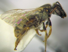 Halictus smaragdulus