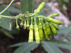 Mandevilla holosericea