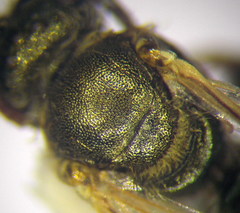 Halictus smaragdulus