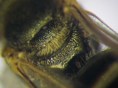 Halictus smaragdulus