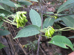 Mandevilla holosericea