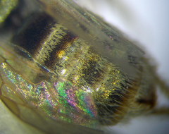 Halictus smaragdulus