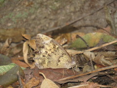 Pindis squamistriga