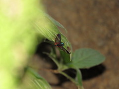 Cosmosoma cingulatum