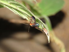 Cosmosoma cingulatum