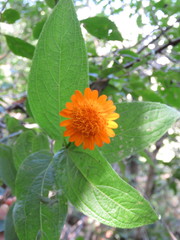 Lasianthaea macrocephala