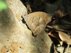 Pindis squamistriga