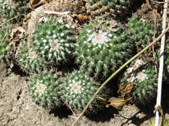 Mammillaria scrippsiana