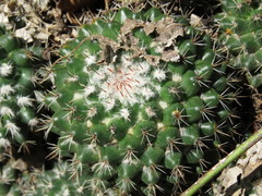 Mammillaria scrippsiana