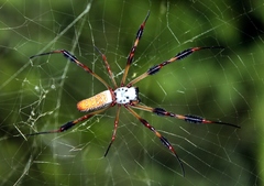 Trichonephila clavipes image