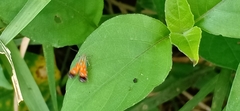 Lepidoptera