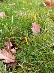 Clavulinopsis helvola