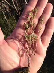 Oxybasis glauca salina