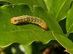Heortia vitessoides