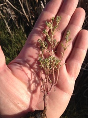 Oxybasis glauca salina