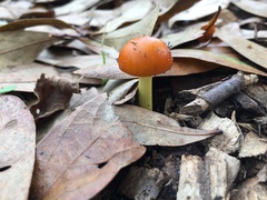 Amanita flavoconia image